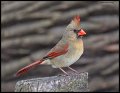 _4SB6009 northern cardinal female